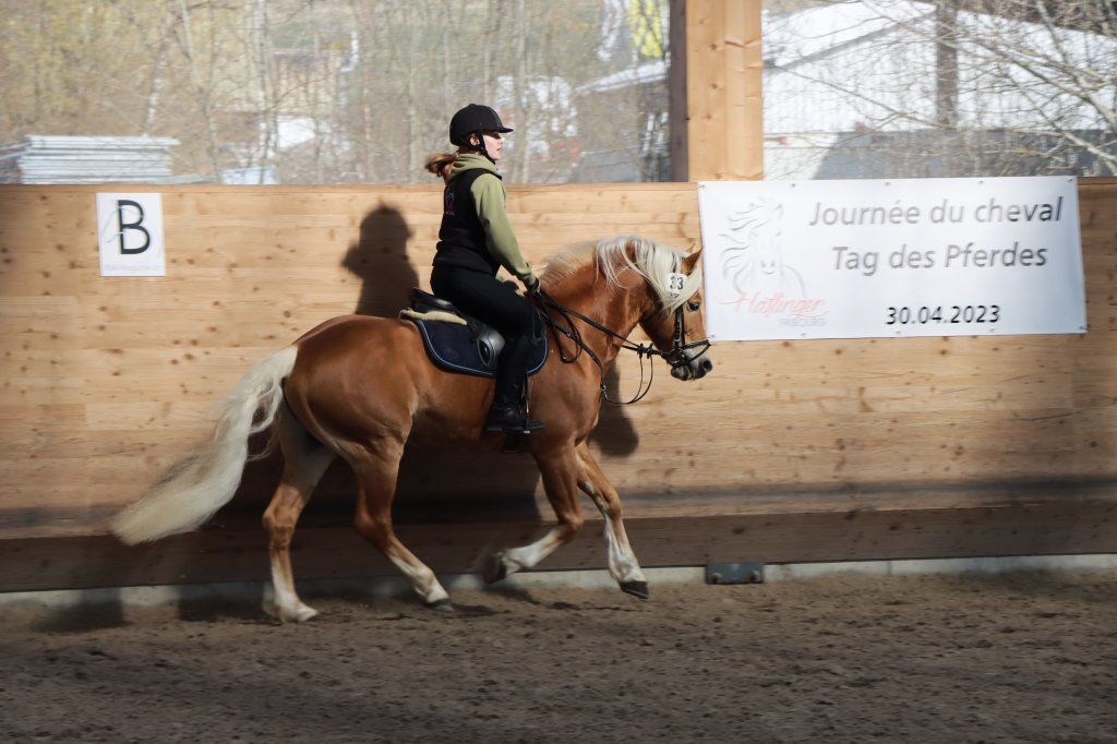 Haflingerverein Freiburg