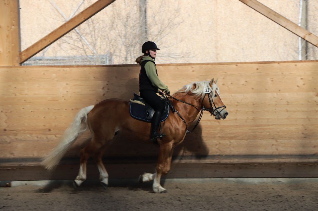 Haflingerverein Freiburg