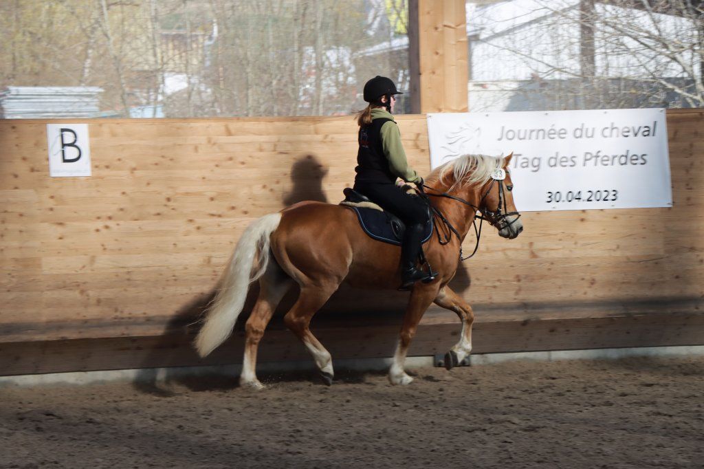 Haflingerverein Freiburg