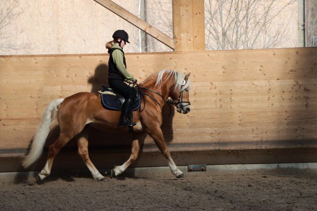 Haflingerverein Freiburg