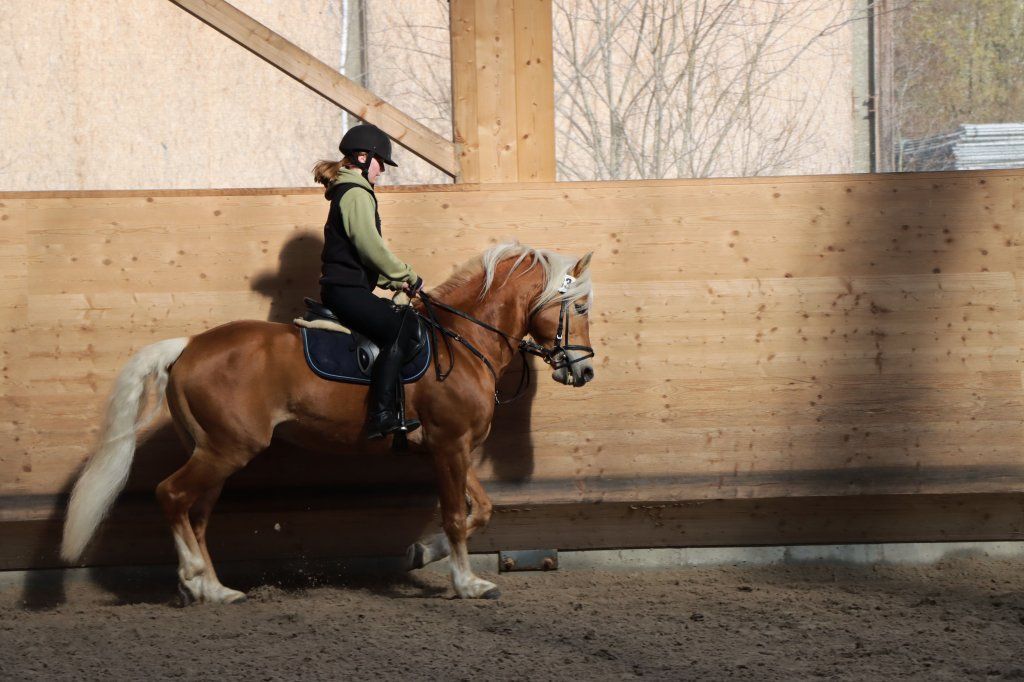 Haflingerverein Freiburg