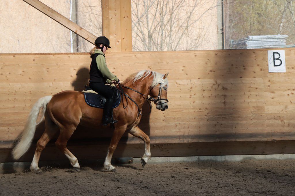 Haflingerverein Freiburg