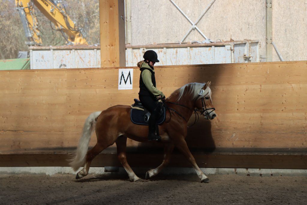 Haflingerverein Freiburg