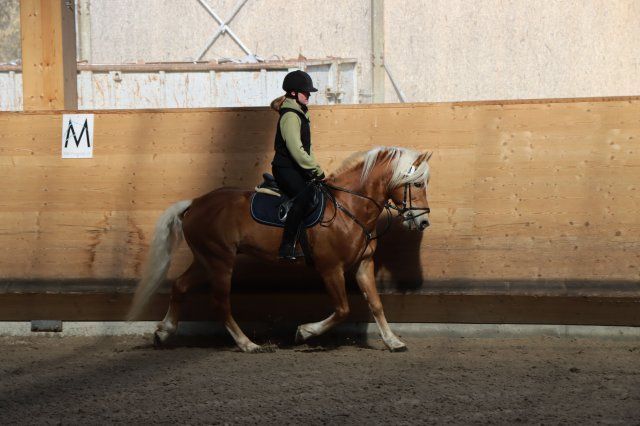 Haflingerverein Freiburg