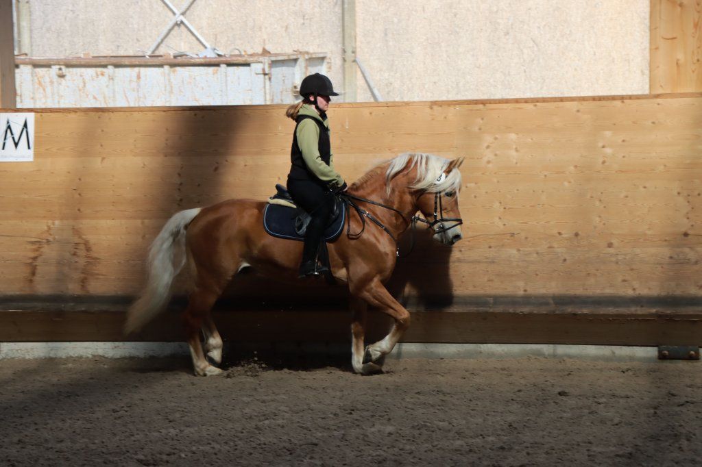 Haflingerverein Freiburg