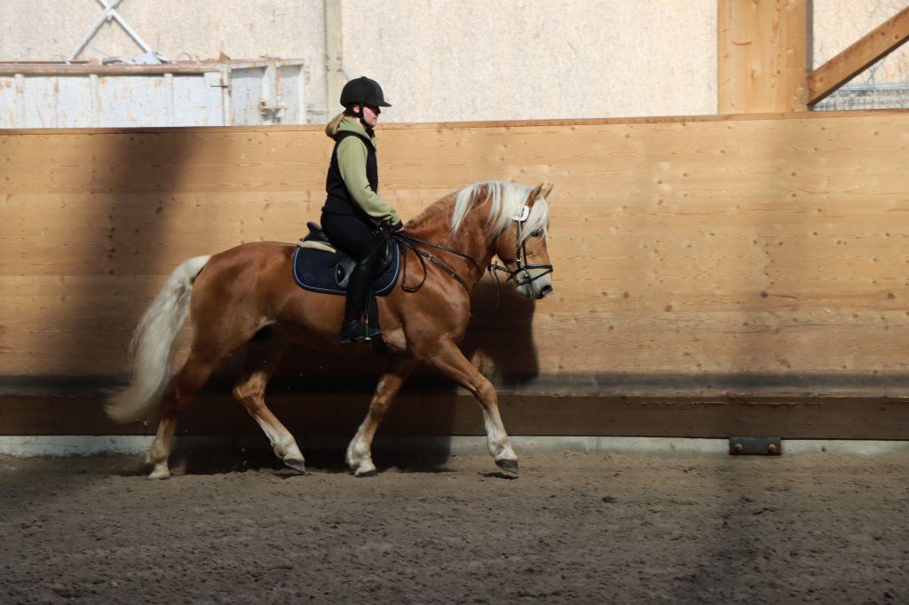Haflingerverein Freiburg