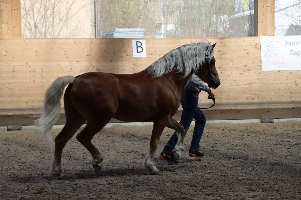 Haflingerverein Freiburg