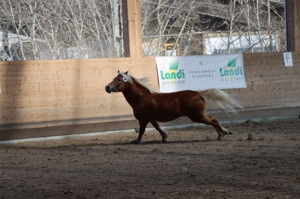 Haflingerverein Freiburg