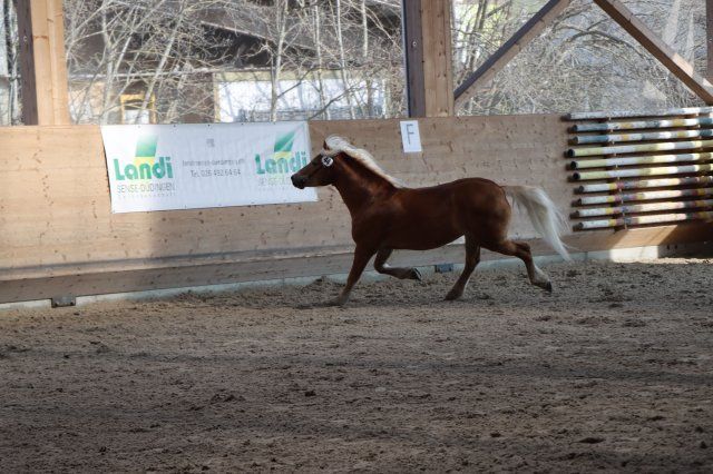 Haflingerverein Freiburg