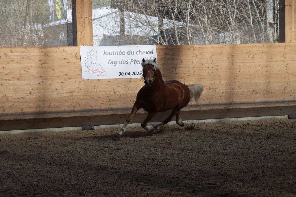 Haflingerverein Freiburg