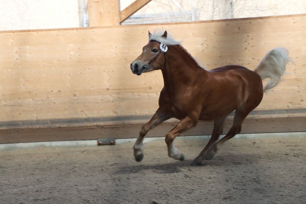 Haflingerverein Freiburg