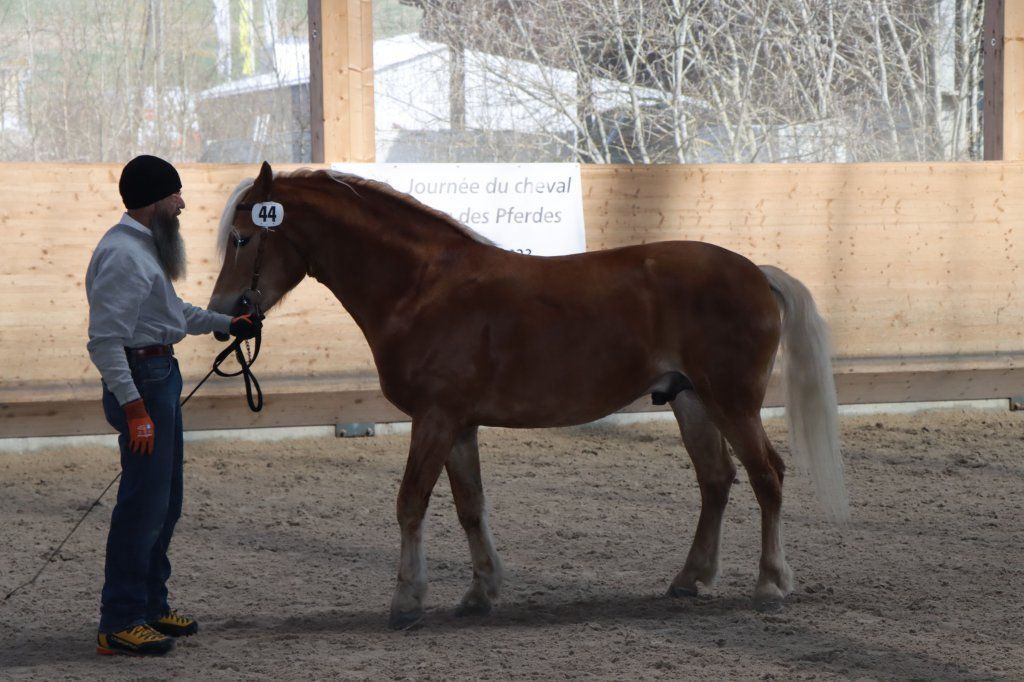 Haflingerverein Freiburg