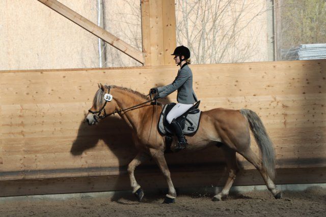 Haflingerverein Freiburg