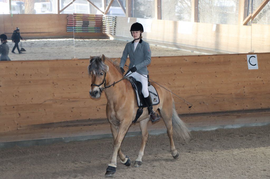 Haflingerverein Freiburg