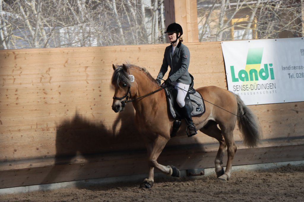 Haflingerverein Freiburg