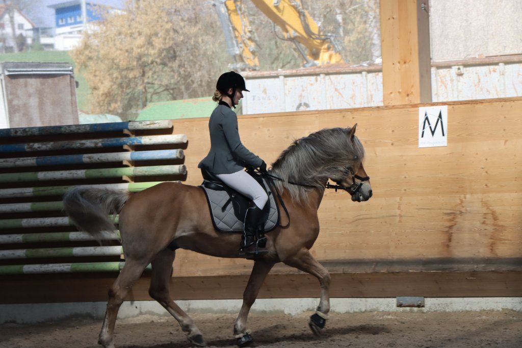 Haflingerverein Freiburg
