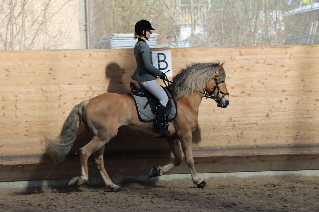 Haflingerverein Freiburg