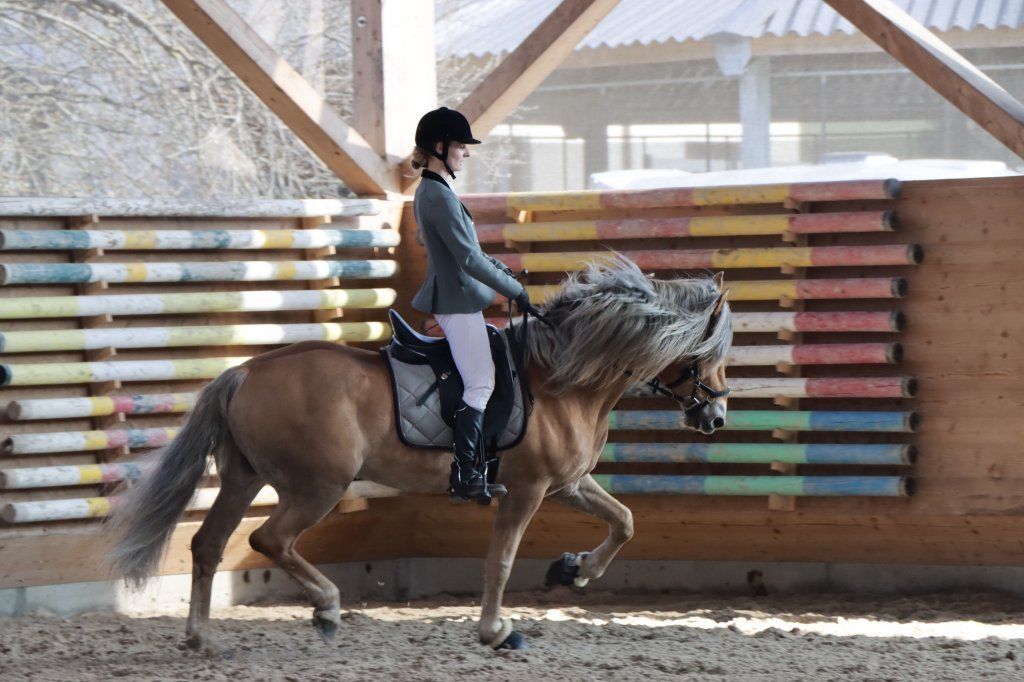 Haflingerverein Freiburg