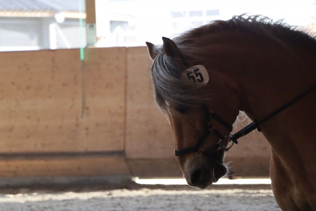 Haflingerverein Freiburg