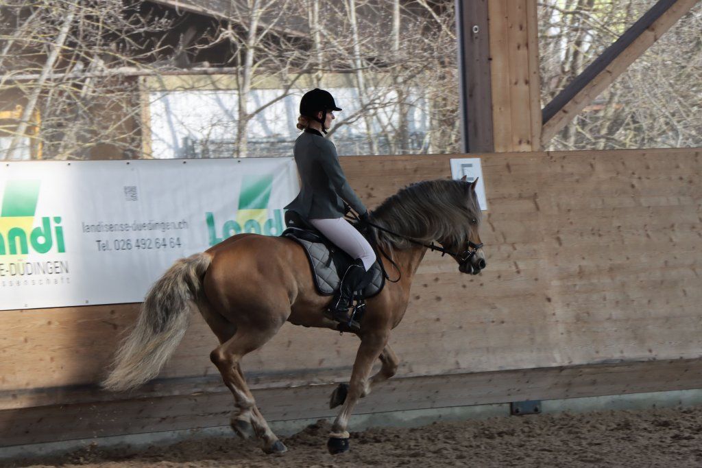Haflingerverein Freiburg