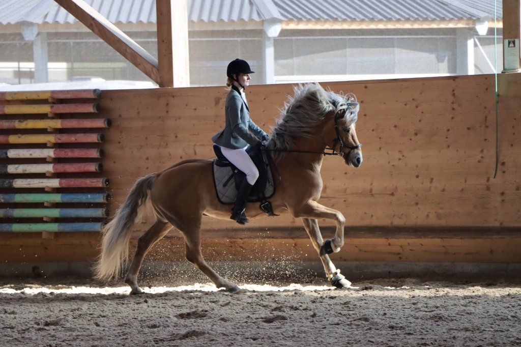 Haflingerverein Freiburg