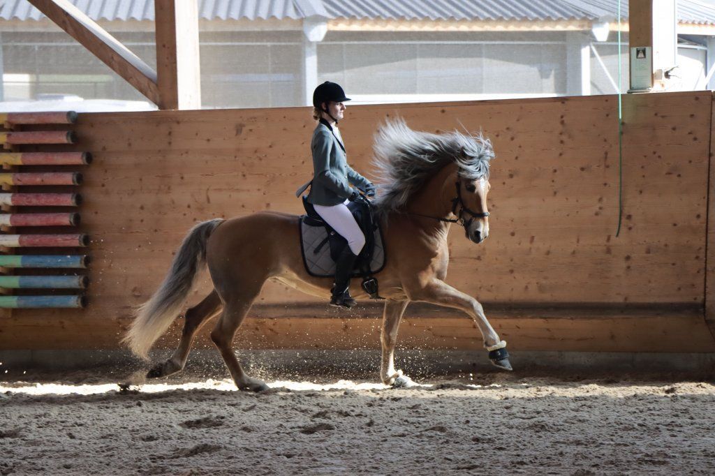 Haflingerverein Freiburg