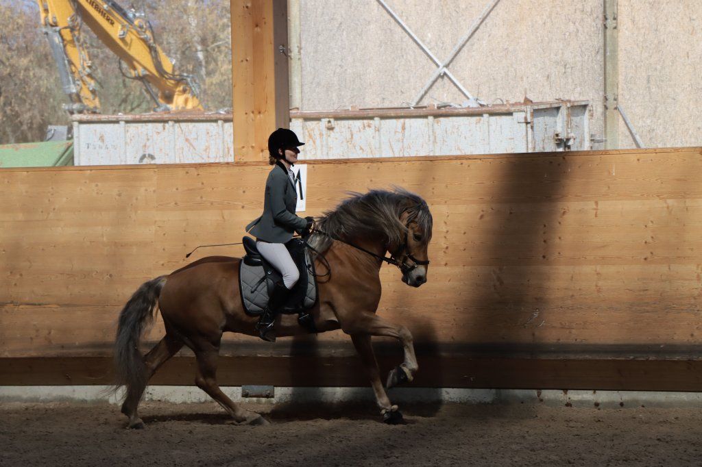 Haflingerverein Freiburg