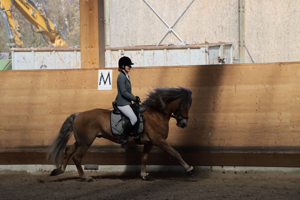 Haflingerverein Freiburg