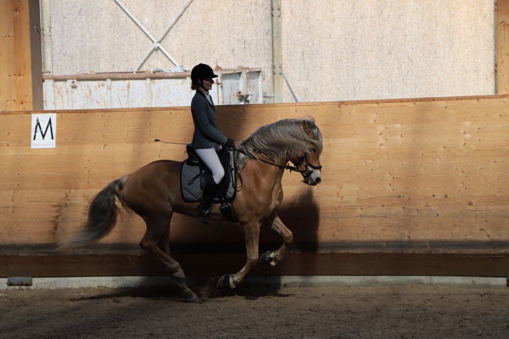 Haflingerverein Freiburg