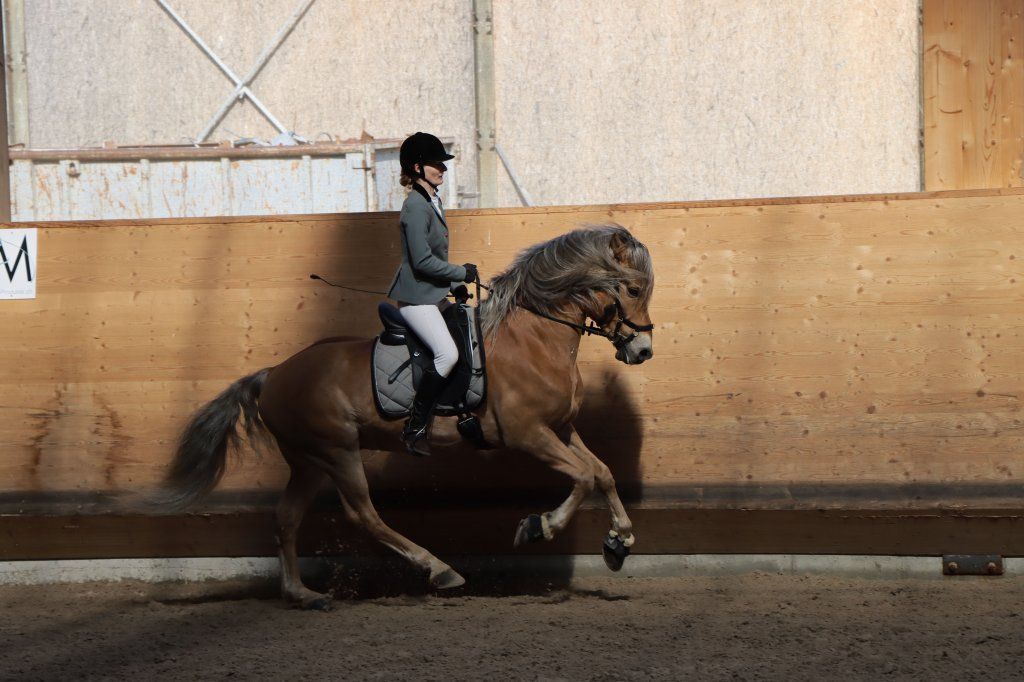 Haflingerverein Freiburg