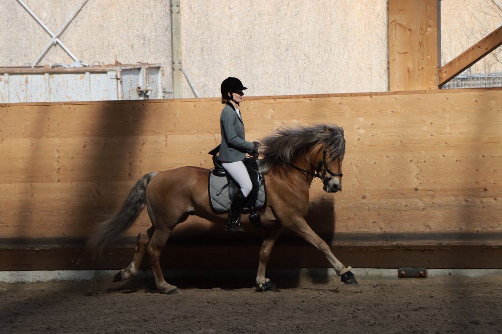 Haflingerverein Freiburg