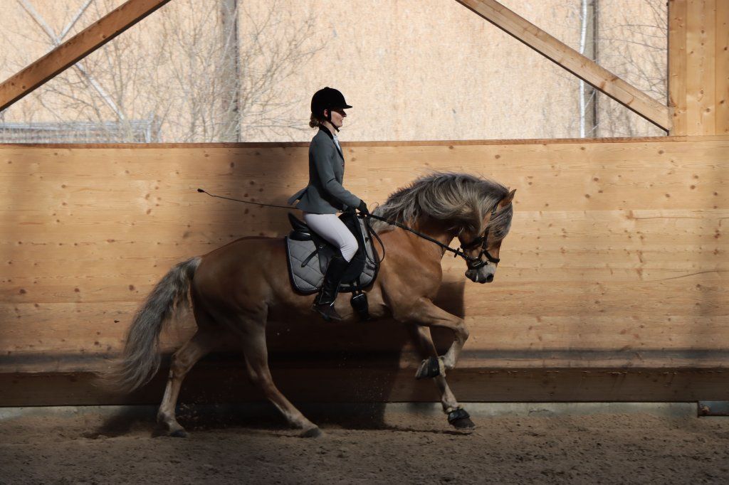 Haflingerverein Freiburg