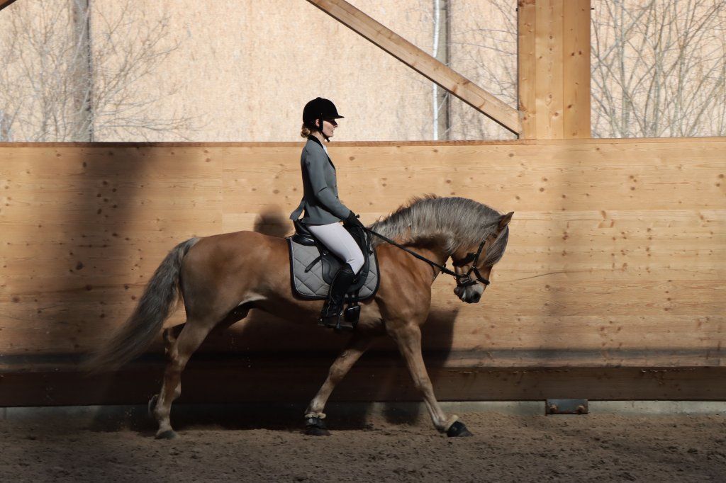 Haflingerverein Freiburg