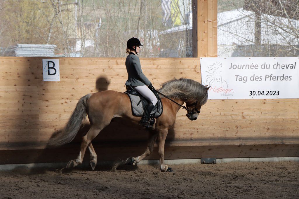 Haflingerverein Freiburg