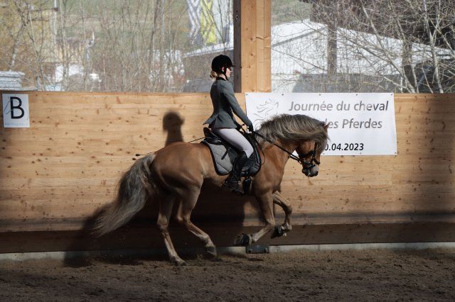 Haflingerverein Freiburg