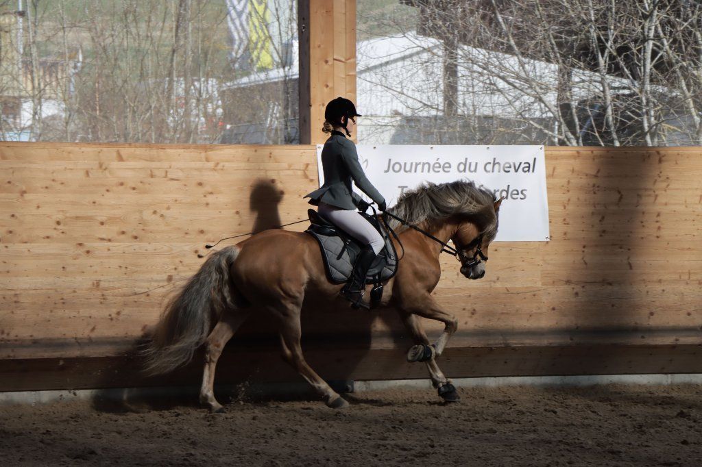 Haflingerverein Freiburg