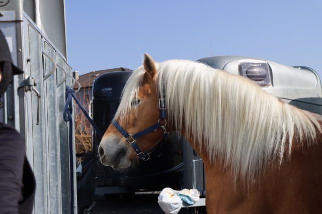 Haflingerverein Freiburg