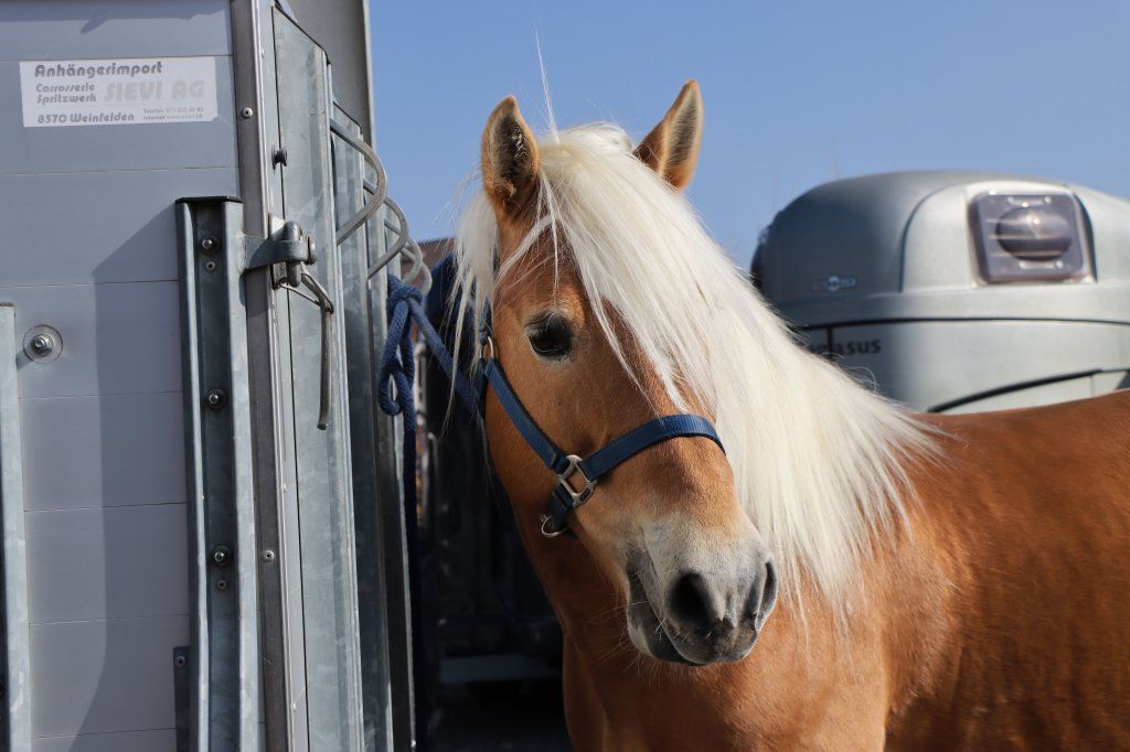 Haflingerverein Freiburg