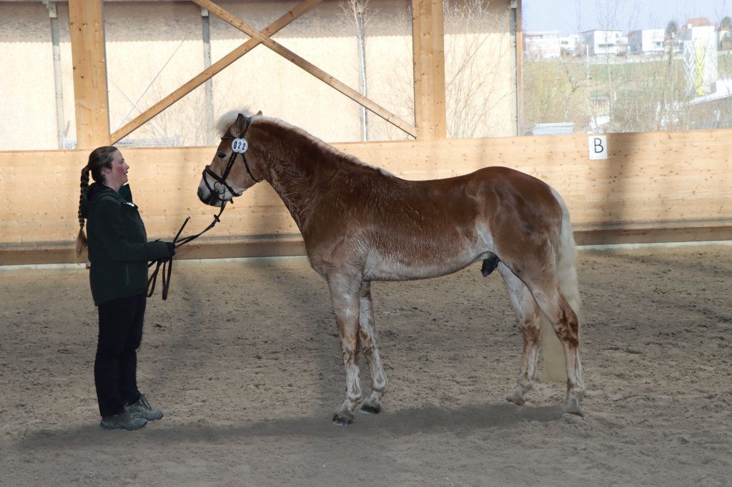 Haflingerverein Freiburg