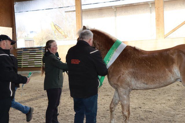 Haflingerverein Freiburg