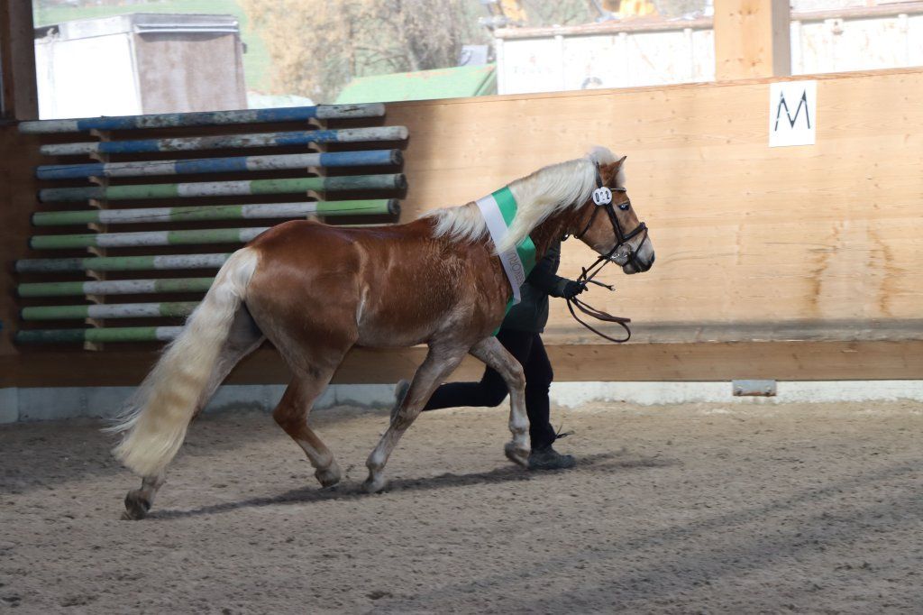 Haflingerverein Freiburg