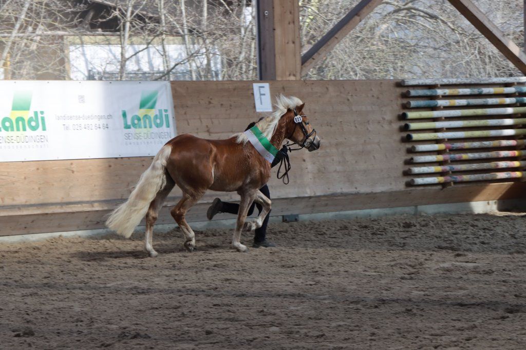 Haflingerverein Freiburg