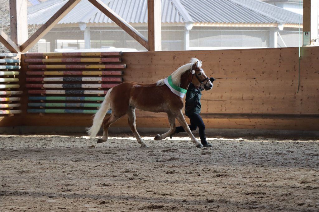 Haflingerverein Freiburg