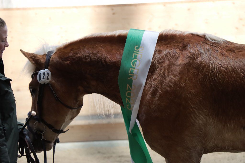 Haflingerverein Freiburg