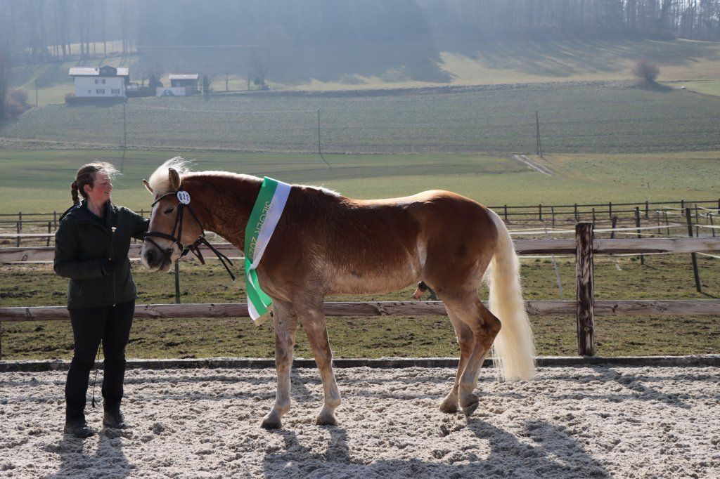 Haflingerverein Freiburg