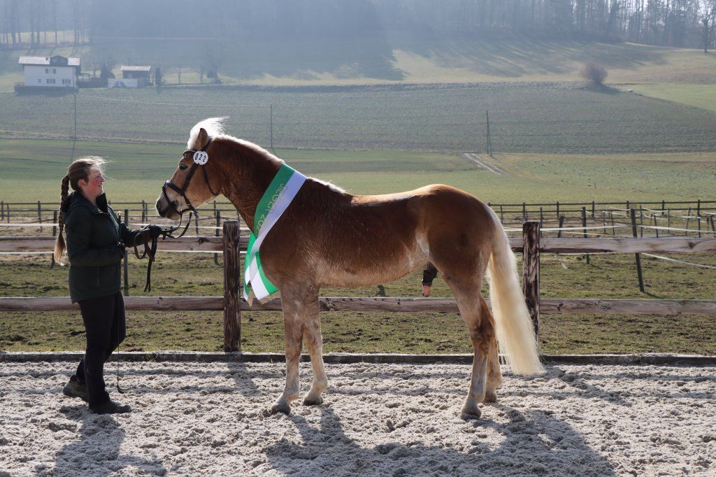 Haflingerverein Freiburg