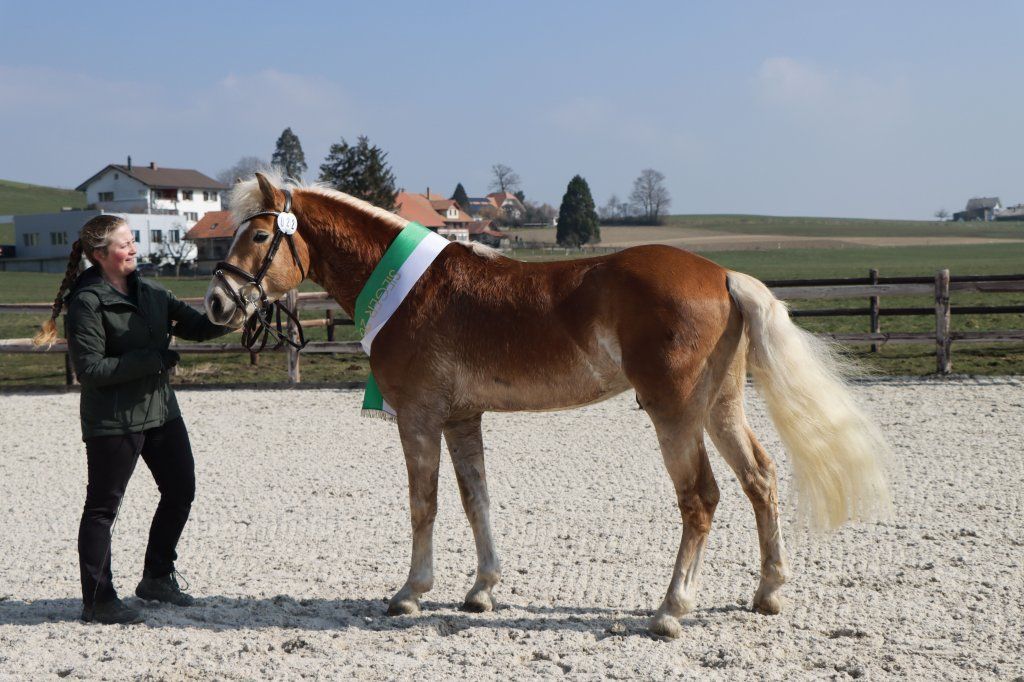 Haflingerverein Freiburg