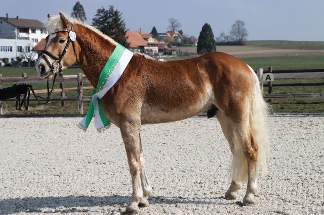 Haflingerverein Freiburg