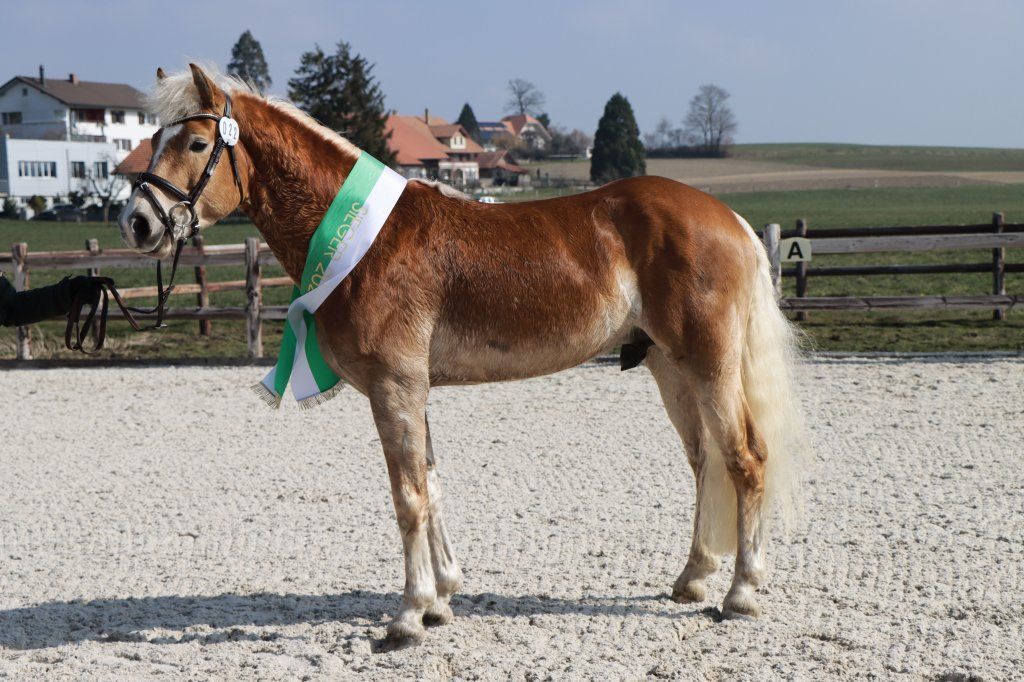 Haflingerverein Freiburg