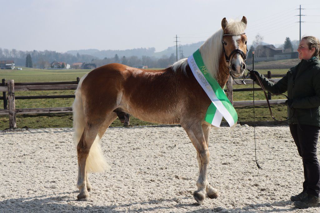 Haflingerverein Freiburg